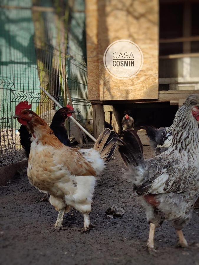 Casa Cosmin Cincu Otel Dış mekan fotoğraf