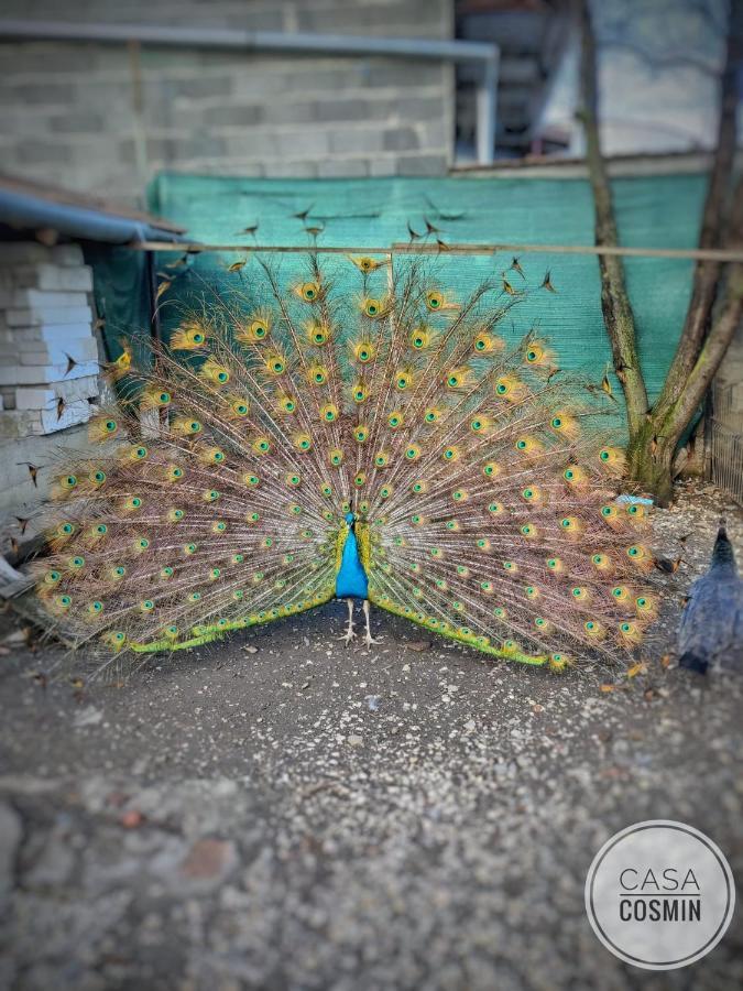 Casa Cosmin Cincu Otel Dış mekan fotoğraf