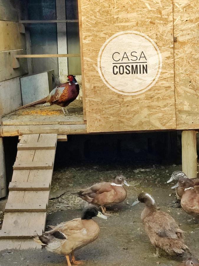 Casa Cosmin Cincu Otel Dış mekan fotoğraf